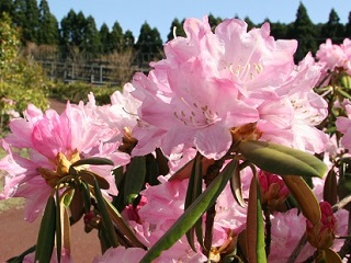 石楠花（しゃくなげ）