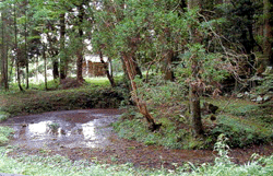 三日月池の画像