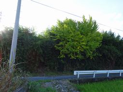 登録物件（空き地）（庄 No4）の画像2