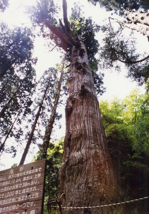 英彦山の鬼スギの画像