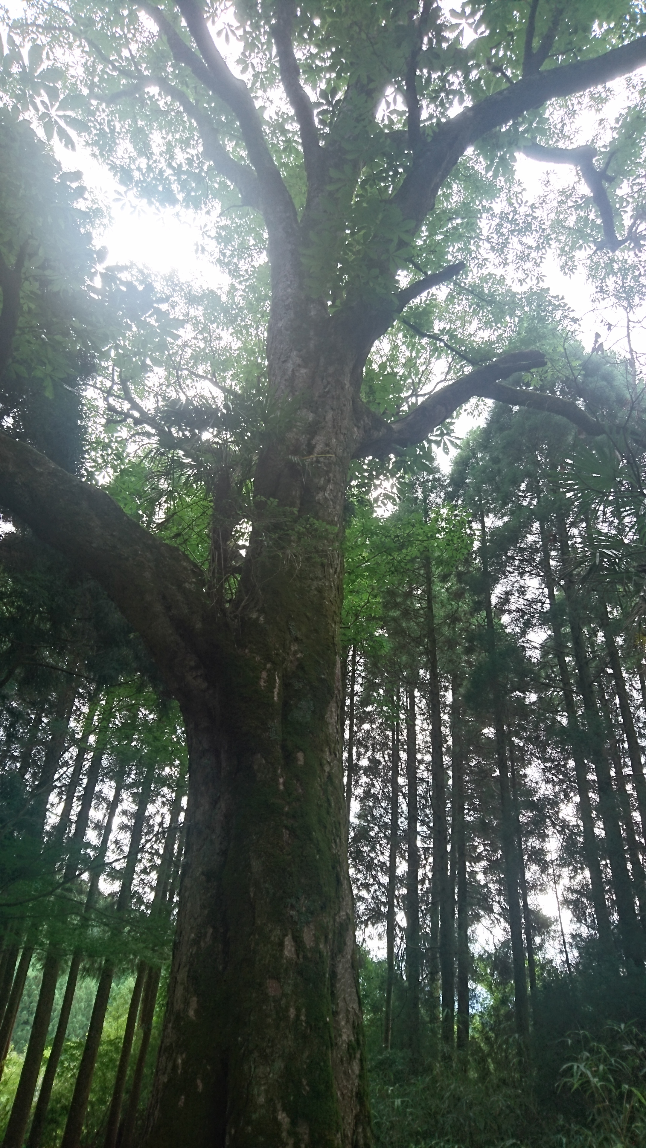 英彦山のトチノキの画像