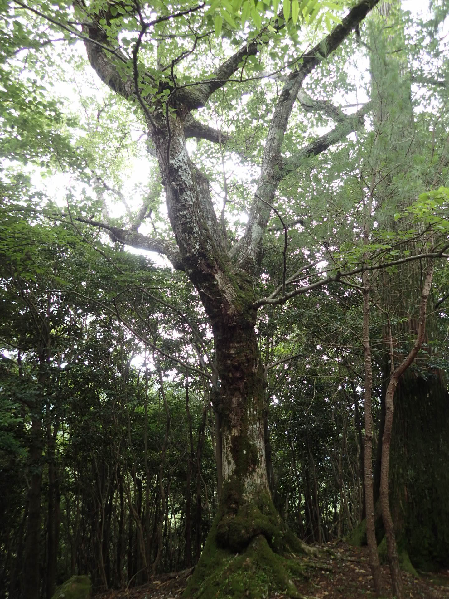 英彦山のボダイジュの画像