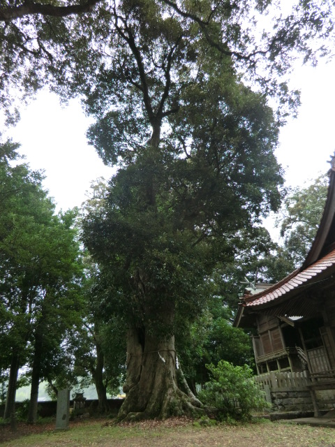 諏訪神社のイチイガシの画像
