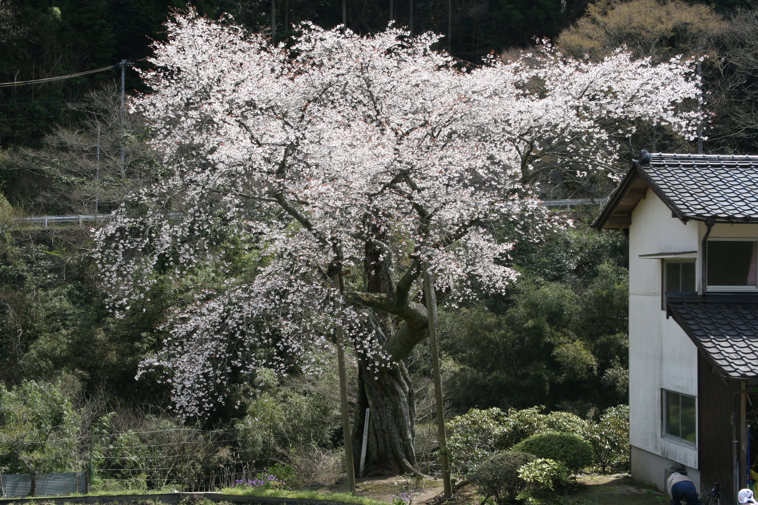 吉木のヤマザクラの画像