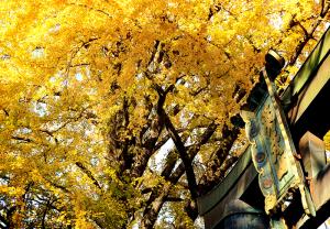 黄彩英彦山、の写真