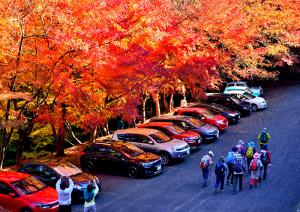 紅葉銀座、の写真 