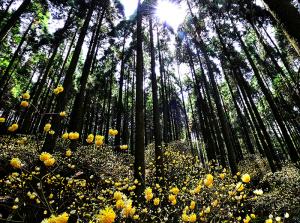 深山の春、の写真