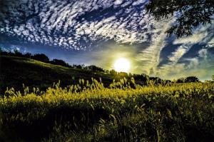 黄金色のススキ風景、の写真
