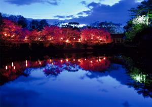 幽玄灯、の写真