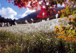 スキー場の秋、の写真