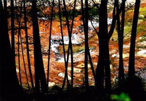 秋の彩り、の写真