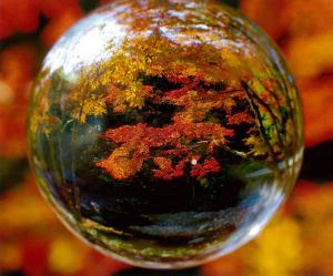 紅葉（幻想的）、の写真