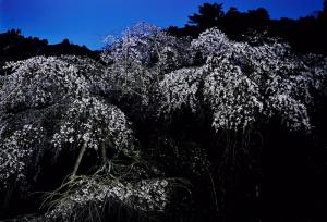 歴史の桜咲く（守静坊）、の写真