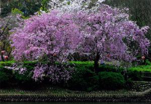 爛漫の春、の写真