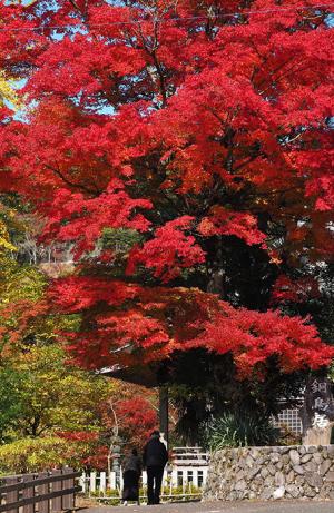 まっ赤な秋、の写真