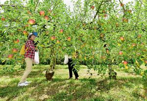 楽しいりんご狩り、の写真
