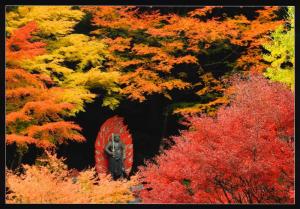 錦秋の輝き、の写真