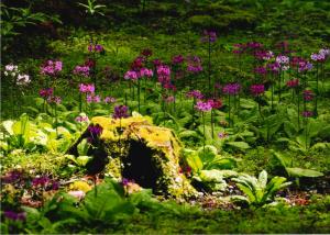 今年のクリン草、の写真