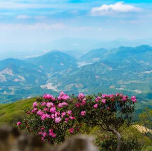石楠花の奥に絶景、の写真