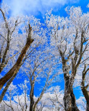 青い空と白い花、の写真