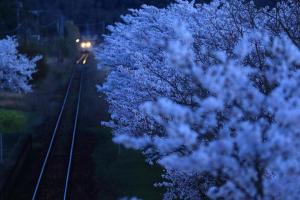 夜明け前の桜、の写真
