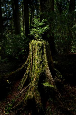 生命力、の写真