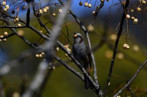 今ここで食べようかナ？、の写真