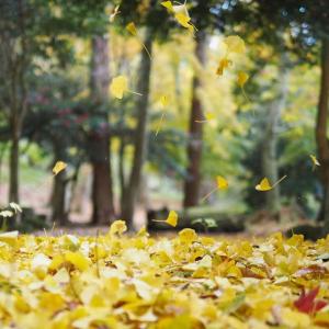 ヒラヒラと舞うイチョウ