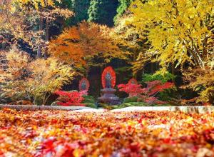 深まる秋、の写真