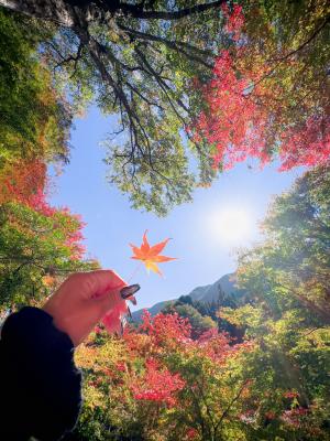 ハートと紅葉と彼女の手、の写真