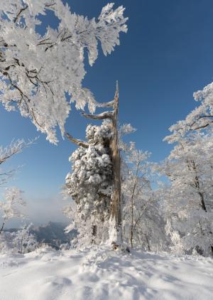 北岳の白い巨人、の写真