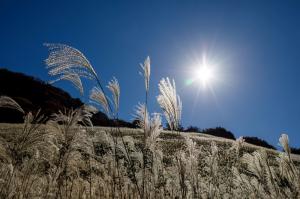 ススキと太陽、の写真