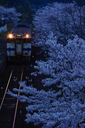 ブルーアワーの桜並木 、の写真
